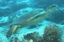 Echte Karettschildkröte (Eretmochelys imbricata)